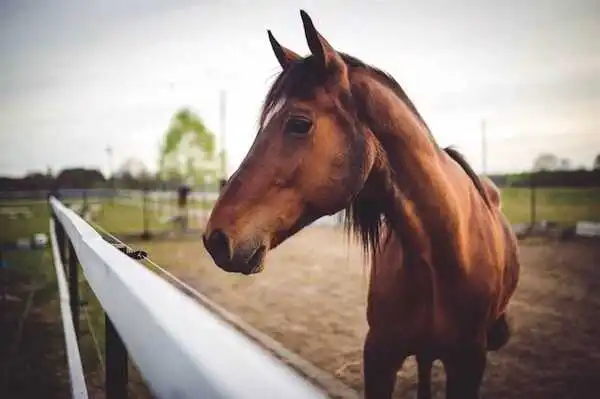 Recherche cavalier soigneur pour un mois