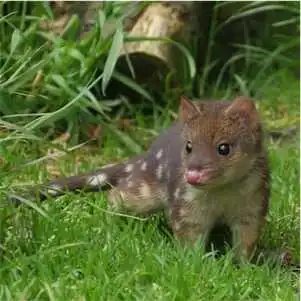 Aliore | Volunteer in Australia at a Devils Tasmania sanctuary