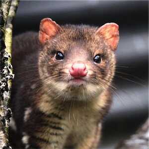 Aliore | Volunteer in Australia at a Devils Tasmania sanctuary