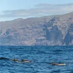 Aliore | Educational marine wildlife programme in Tenerife on a dolphin and whale conservation project<br>