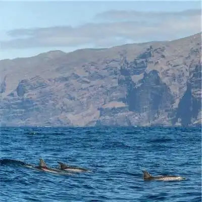 Aliore | Educational marine wildlife programme in Tenerife on a dolphin and whale conservation project<br>