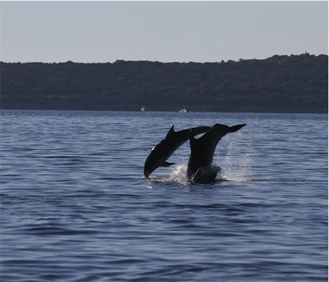 Aliore | Volunteer on a dolphin conservation project in Montenegro