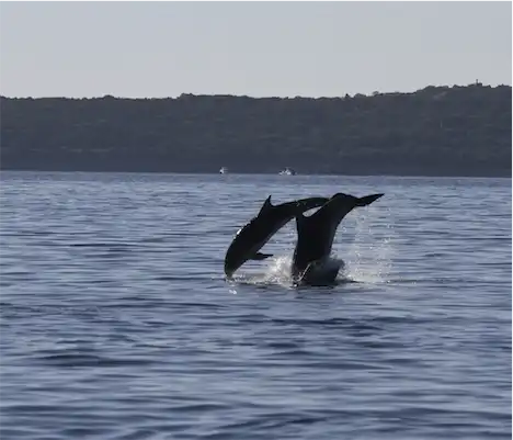 Aliore | Bénévole au Monténégro sur un projet d'observation des dauphins