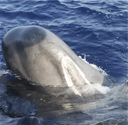 Aliore | Bénévole au Monténégro sur un projet d'observation des dauphins