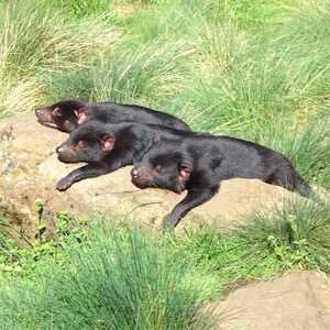 Aliore | Volunteer in Australia at a Devils Tasmania sanctuary