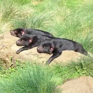 Aliore | Volunteer in Australia at a Devils Tasmania sanctuary