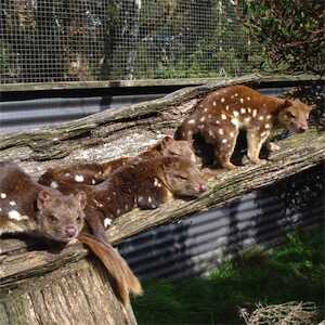 Aliore | Volunteer in Australia at a Devils Tasmania sanctuary