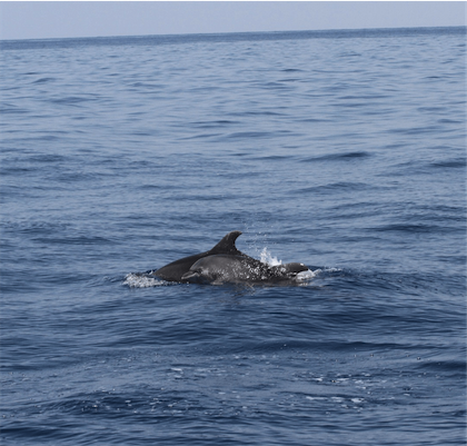 Aliore | Volunteer on a dolphin conservation project in Montenegro