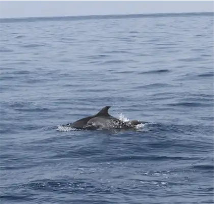 Aliore | Bénévole au Monténégro sur un projet d'observation des dauphins