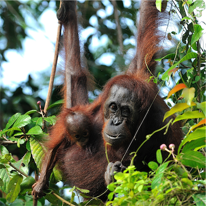 Aliore | Volunteering for wildlife protection in Borneo, Malaysia