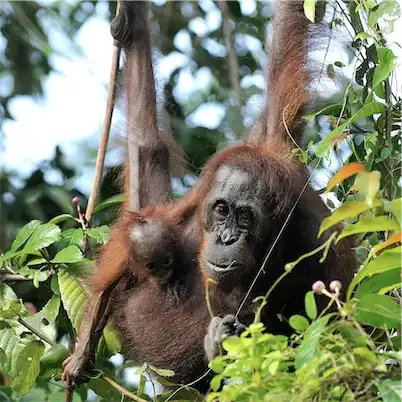 Aliore | Bénévolat pour la protection de la faune et de la flore sur l'île de Bornéo