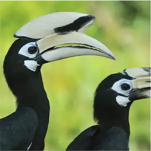 Aliore | Bénévolat pour la protection de la faune et de la flore sur l'île de Bornéo