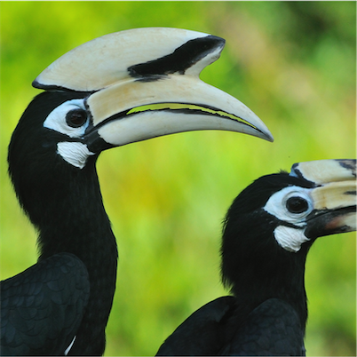 Aliore | Volunteering for wildlife protection in Borneo, Malaysia