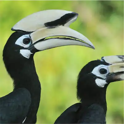 Aliore | Bénévolat pour la protection de la faune et de la flore sur l'île de Bornéo