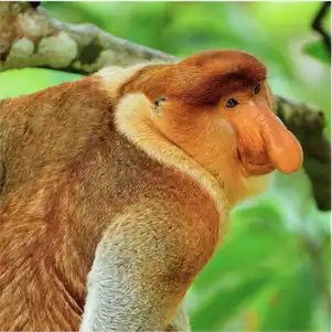 Aliore | Bénévolat pour la protection de la faune et de la flore sur l'île de Bornéo