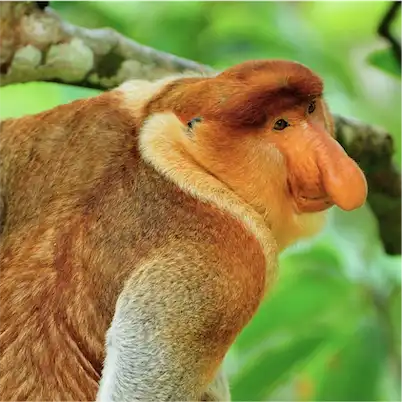 Aliore | Bénévolat pour la protection de la faune et de la flore sur l'île de Bornéo