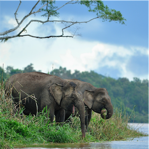 Aliore | Volunteer with your family in Malaysia on the island of Borneo