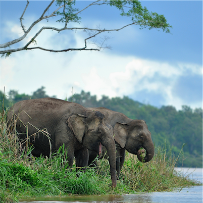 Aliore | Volunteer with your family in Malaysia on the island of Borneo