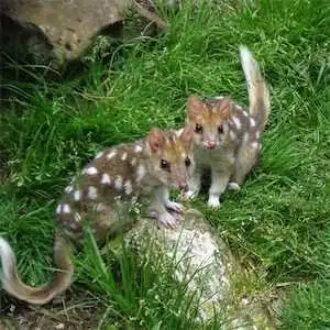 Aliore | Bénévole en Australie dans un sanctuaire de Diables de Tasmanie