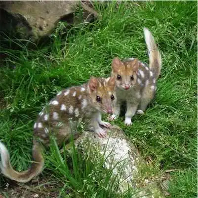 Aliore | Volunteer in Australia at a Devils Tasmania sanctuary