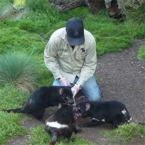 Aliore | Volunteer in Australia at a Devils Tasmania sanctuary