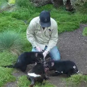 Aliore | Bénévole en Australie dans un sanctuaire de Diables de Tasmanie