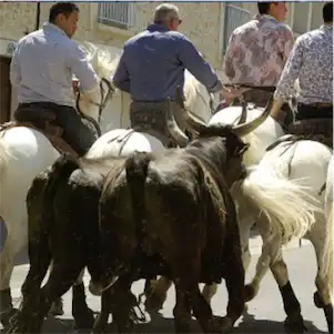 Aliore | Stage de peinture en Camargue