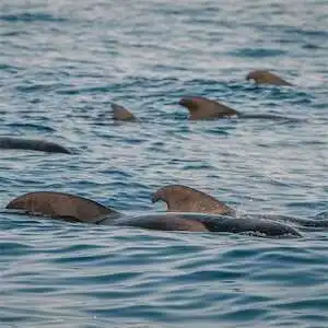 Aliore | Initiation à la vie marine à Tenerife : conservation des baleines et des dauphins<br>