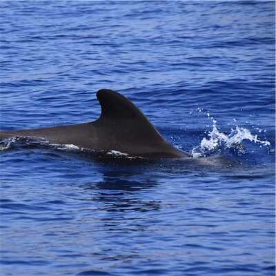 Aliore | Bénévole à Tenerife sur un projet d'observation des baleines et des dauphins<br>