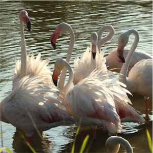 Aliore | Painting workshop in Camargue 