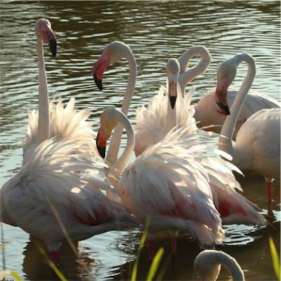 Aliore | Painting workshop in Camargue 