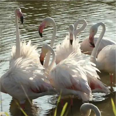 Aliore | Stage de peinture en Camargue