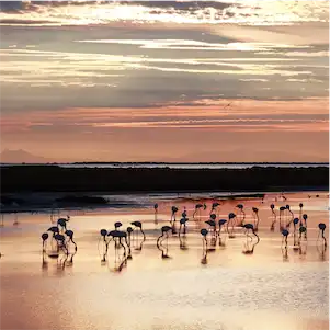 Aliore | Stage de peinture en Camargue