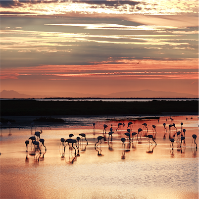 Aliore | Painting workshop in Camargue 