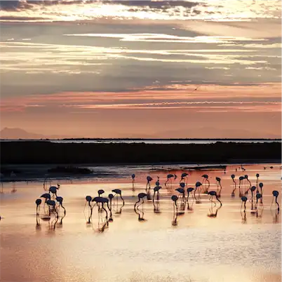 Aliore | Stage de peinture en Camargue