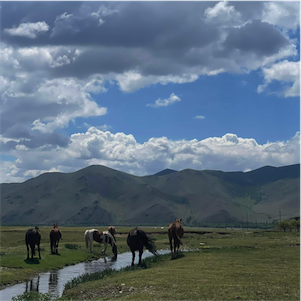 Aliore | Volunteer in an Eco-Ger Camp in Mongolia