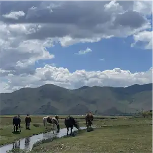 Aliore | Bénévolat dans un village de yourtes en Mongolie