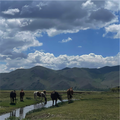 Aliore | Volunteer in an Eco-Ger Camp in Mongolia