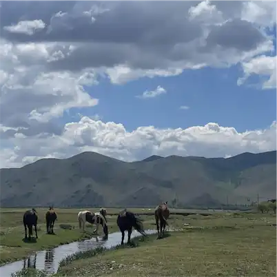 Aliore | Cultural stay in Mongolia