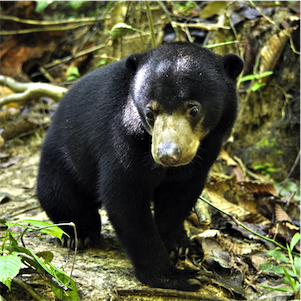 Aliore | Volunteering with sun bears on the island of Borneo