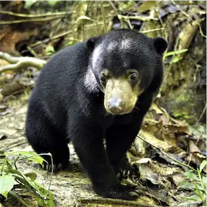 Aliore | Volunteering with sun bears on the island of Borneo