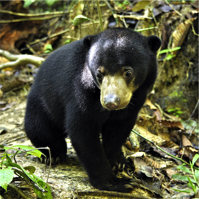 Aliore | Volunteering with sun bears on the island of Borneo