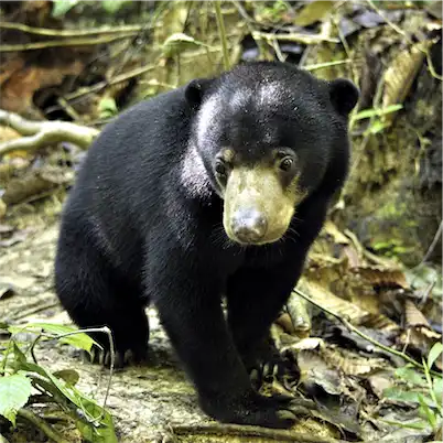 Aliore | Bénévolat auprès des ours du soleil sur l'île de Bornéo