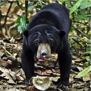 Aliore | Volunteering with sun bears on the island of Borneo