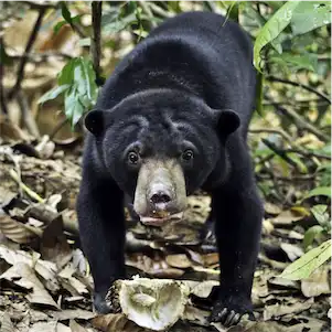 Aliore | Volunteering with sun bears on the island of Borneo