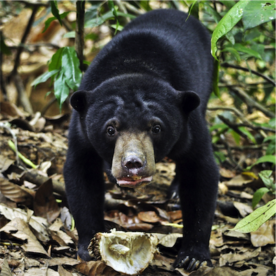 Aliore | Volunteering with sun bears on the island of Borneo