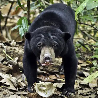 Aliore | Volunteering with sun bears on the island of Borneo