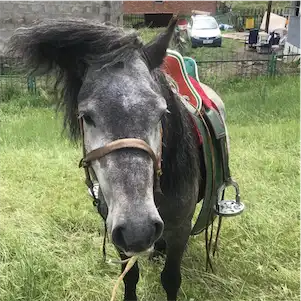 Aliore | Bénévolat dans un village de yourtes en Mongolie