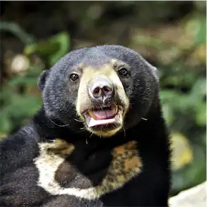 Aliore | Volunteering with sun bears on the island of Borneo