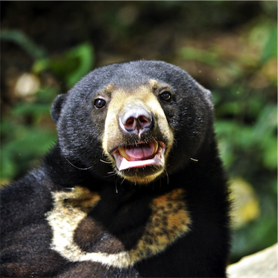 Aliore | Volunteering with sun bears on the island of Borneo